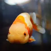 GGAT