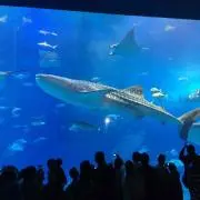RINAの画像