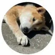 くるみの画像