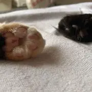 ちゅんちゅんの画像
