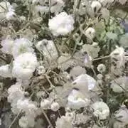 みの画像