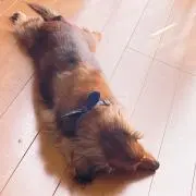 璃月