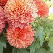 菊之助