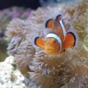 FUU.の画像