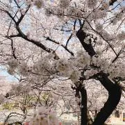 さくら