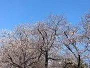ココの画像