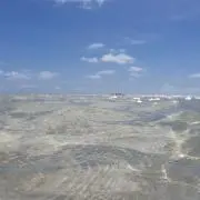 そらまめの画像