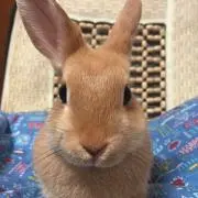 アラレの画像