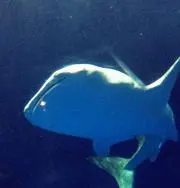 ∞ようちき∞の画像
