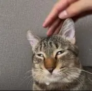 ヤマケン