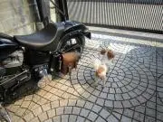 もんじろう
