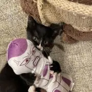 くろまる