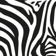 ZEBRA THE 無二