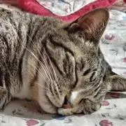 ぴよ　※プロフ確認必須の画像