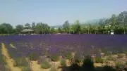 ocの画像
