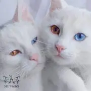 ななかの画像