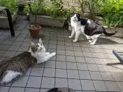 レオハナの画像