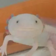 うぱの画像