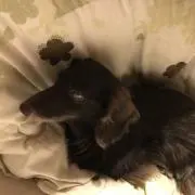 ちろるの画像