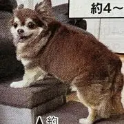 林の画像