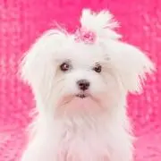 maruchizuの画像