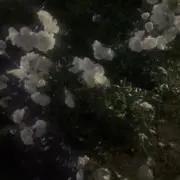にゃの画像