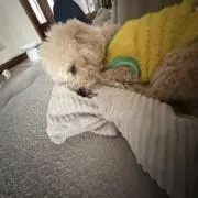 rの画像