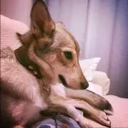 ナカリエの画像