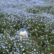 ぽめ