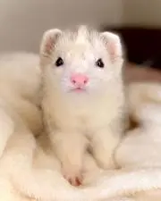 るみのの画像