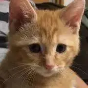 とらちゃんの画像