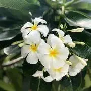 jasmine