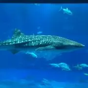 レオン