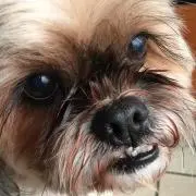 ニワノの画像
