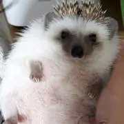 うに