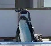 huguの画像