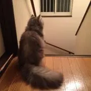ふーの画像