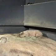 そたそたの画像