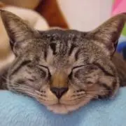 ぴょんの画像