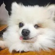 ポコりん（プロフ必読）
