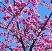 きのこ