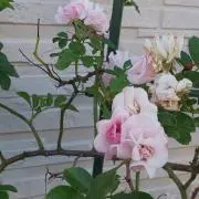 快パ