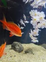 yuuuuの画像