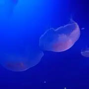 まるの画像