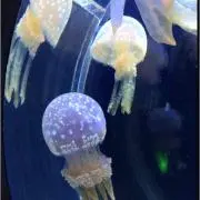 kirariの画像