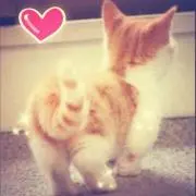 シンの小狸花の画像