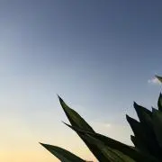 wowaの画像