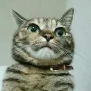 のら※プロフ一読お願いしますの画像