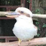 ナカノン