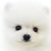 プリンスキャット ステージ衣装 カーディガンセット アッシュベージュ うたプリ 駿河屋 -<中古>ステージ衣装 カーディガンセット(アッシュベージュ